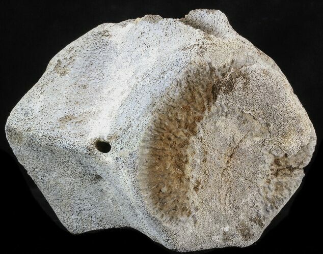 Large, Fossil Whale Vertebrae - Yorktown Formation #40301